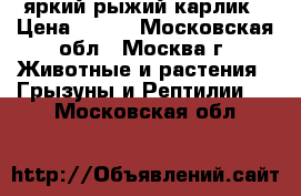 яркий рыжий карлик › Цена ­ 500 - Московская обл., Москва г. Животные и растения » Грызуны и Рептилии   . Московская обл.